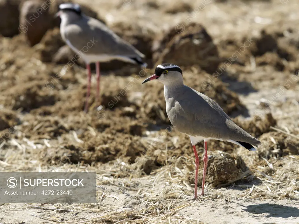 A pair of crowned plovers guard their egg, laid dangerously amongst elephant droppings on the edge of the Etosha Pan.
