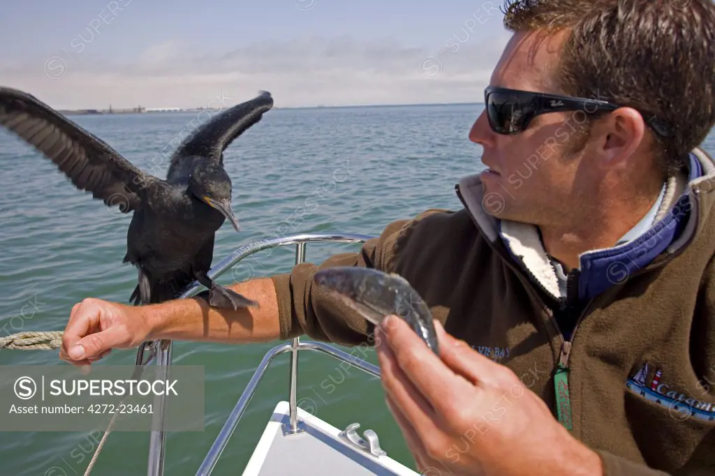 Namibia, Erongo Region, Walvis Bay. The natural lagoon provides a rich habitat for a diverse range of flora and fauna. Here a local nature guide feeds a cormorant by the bows of a local nature boat.