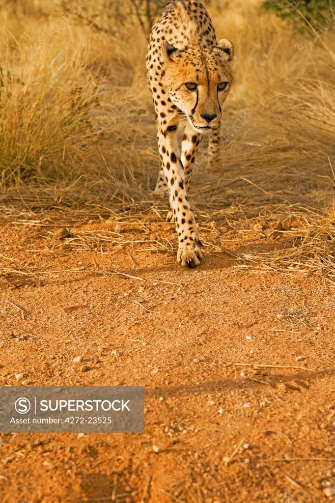 Namibia, Erongo Region, Damarland. A Cheetah ( Acinonyx jubatus). The word cheetah is derived from the Sanskrit word chitrakayah, meaning 'variegated body' and it is the largest the fastest land mammal.