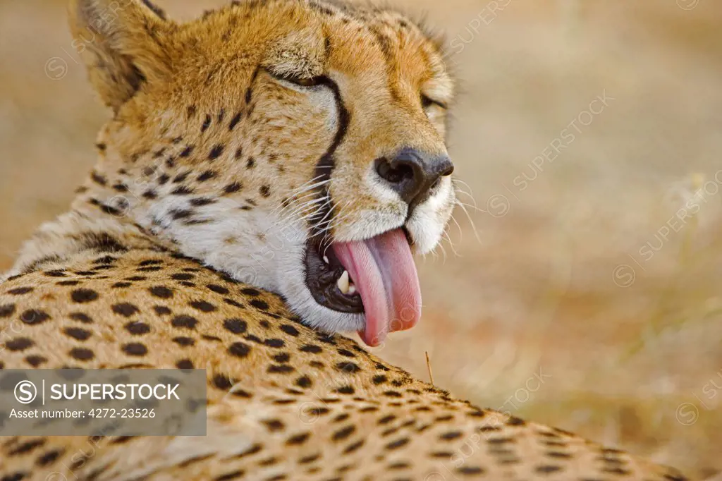Namibia, Erongo Region, Damarland. A Cheetah ( Acinonyx jubatus). The word cheetah is derived from the Sanskrit word chitrakayah, meaning 'variegated body' and it is the largest the fastest land mammal.
