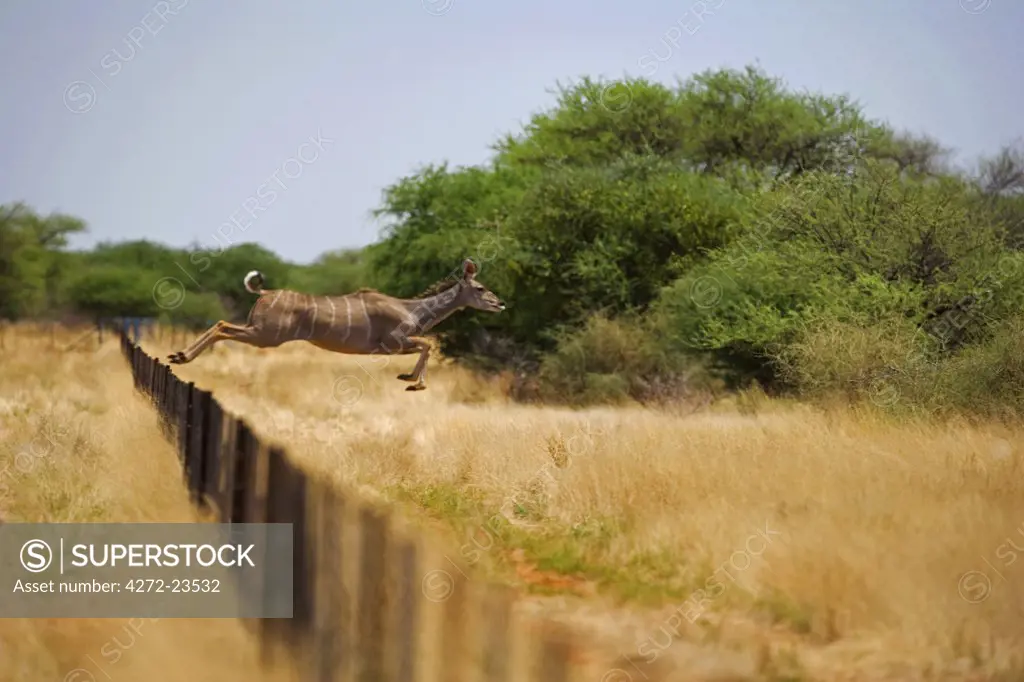 Namibia, Erongo Region, Okahandja. A Kudu (Tragelaphus strepsiceros) shows its atheltic prowess as it leaps a dividing fence on Prelude Farm near the town of Okahandja.