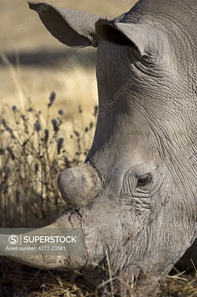 Namibia, Damaraland. The White Rhinoceros or Square-lipped rhinoceros (Ceratotherium simum)  is one of the few remaining megafauna species.
