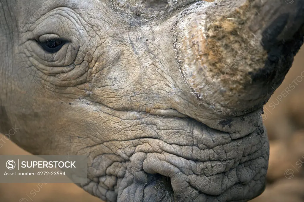 Namibia, Damaraland. Close-up of a White Rhinoceros or Square-lipped rhinoceros (Ceratotherium simum) which is one of the few remaining megafauna species.