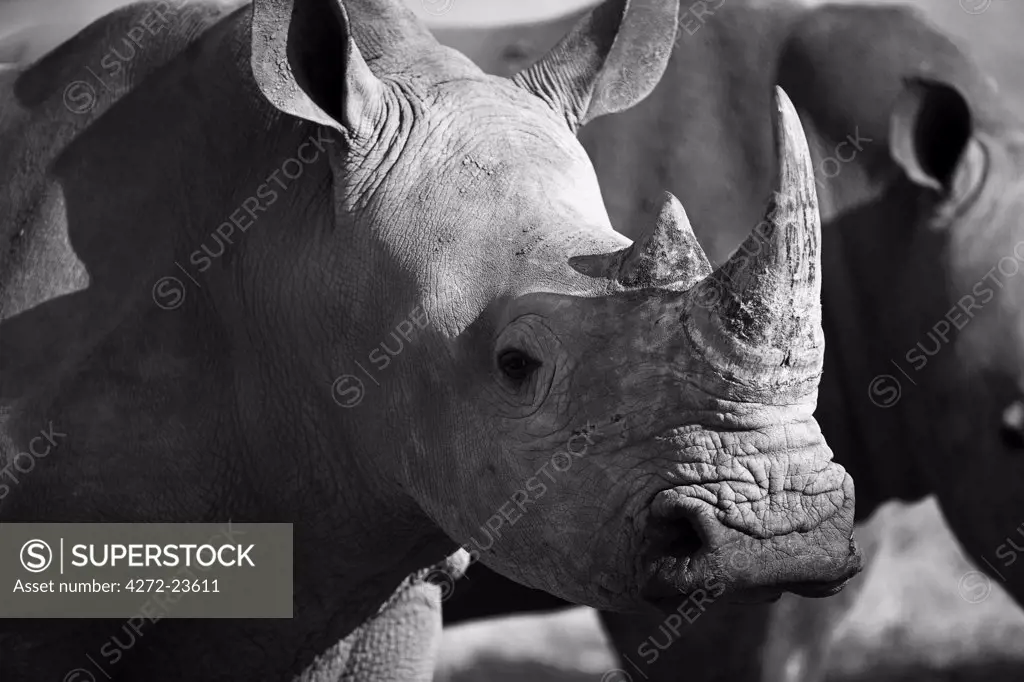 The White Rhinoceros or Square-lipped rhinoceros (Ceratotherium simum) which is one of the few remaining megafauna species.