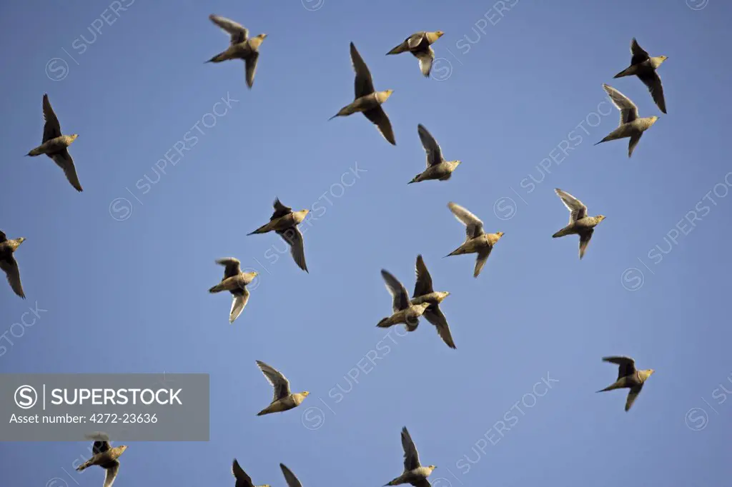 Namibia, Damaraland, Brandberg. A flock of Namaqua Sandgrouse, Pterocles namaqua, attracted by unusually good winter rains to this desert region takes to the wing