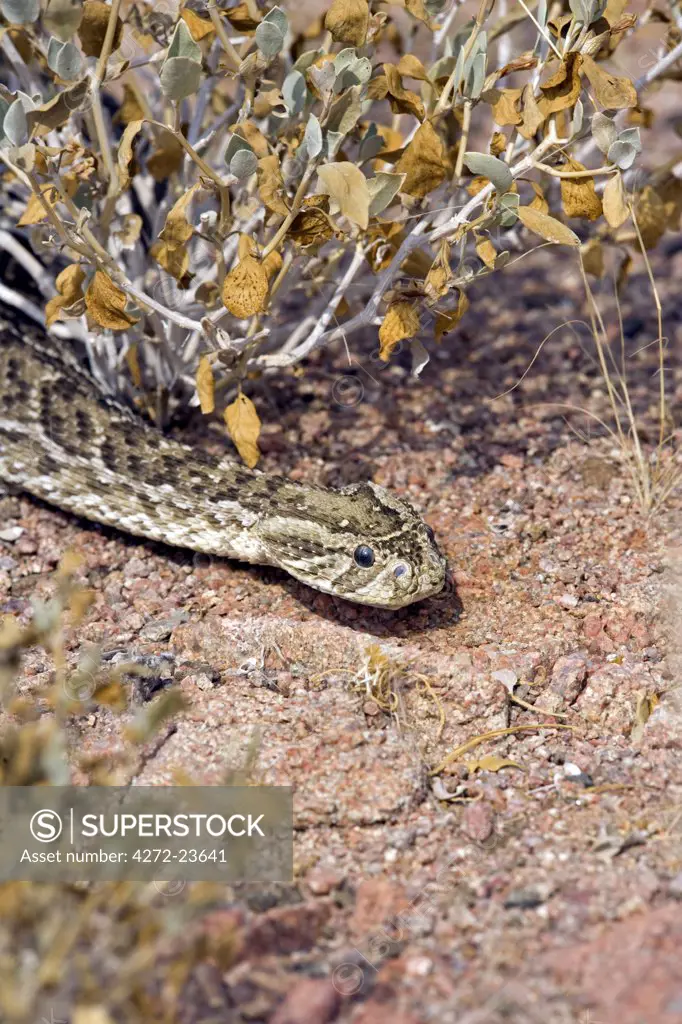 Namibia, Damaraland, Brandberg. The intricate camoflague of the deadly Horned Viper (Bitis caudalis) blends into its desert surroundings seamlessly.