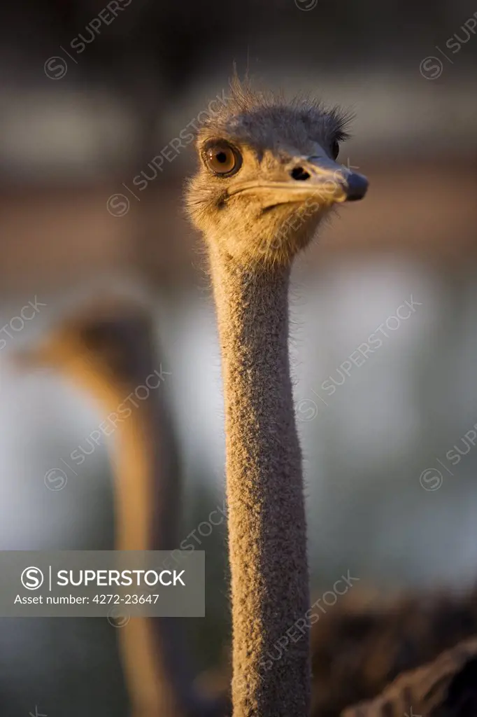 Namibia, Erongo Region, Omaruru.   Head and shoulders of Ostrich (Struthio camelus)