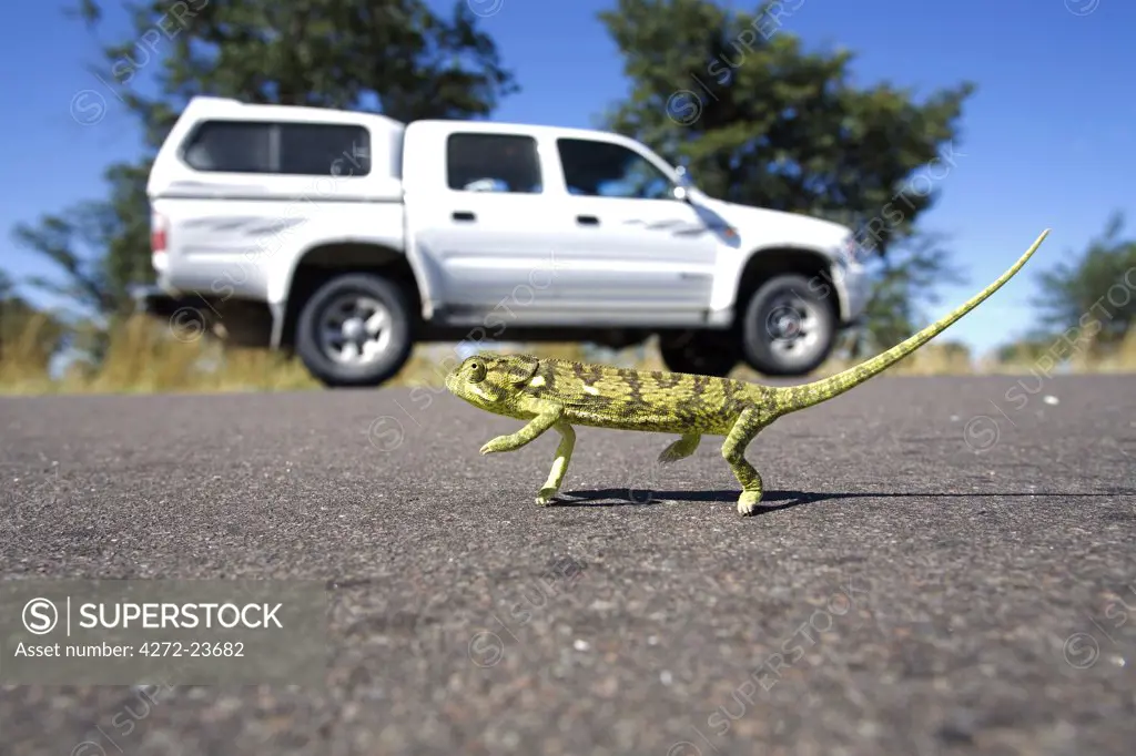 Namibia, Bushmanland. A chameleon crosses a road in a remote part of northeastern Namibia, a 4x4 Toyota 'twin-cab' parked in the background.