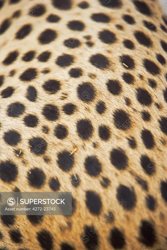 Detail of the complex patterns of a cheetahs coat. Namib Desert , Damaraland, Namibia