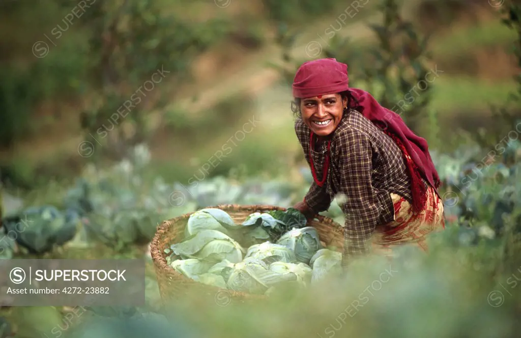 Farmer harvesting Cabbages in the Markhu Valley, Kathmandu, Nepal