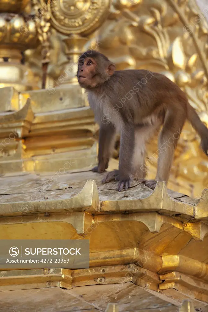 Nepal, Kathmandu, sacred monkeys at Swayambunath Temple (Monkey Temple) which overlooks the Kathmandu Valley