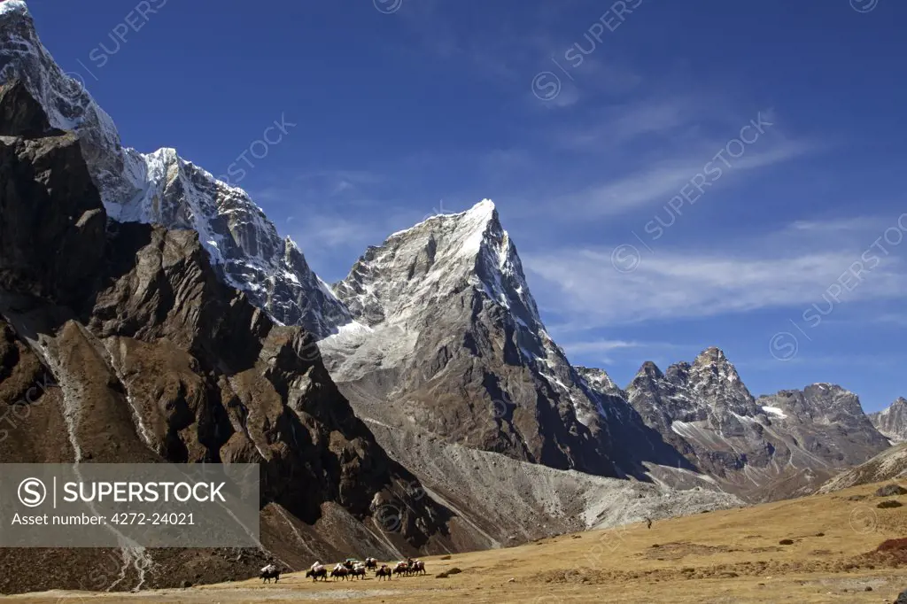 Nepal, Everest Region, Khumbu Valley.  A yak baggage train on the Everest Base Camp Trail near the Periche Valley