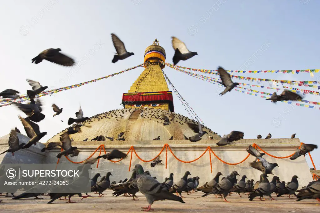 Asia, Nepal, Kathmandu, Kathmandu Valley, Boudhanath, Boudha Stupa, (Chorten Chempo), pigeons