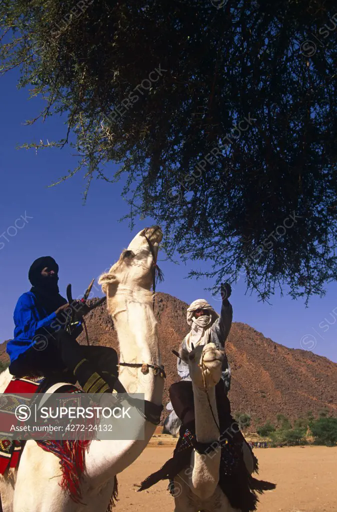 Niger, Timia. Tuareg feeding camels at the Oasis of Timia.