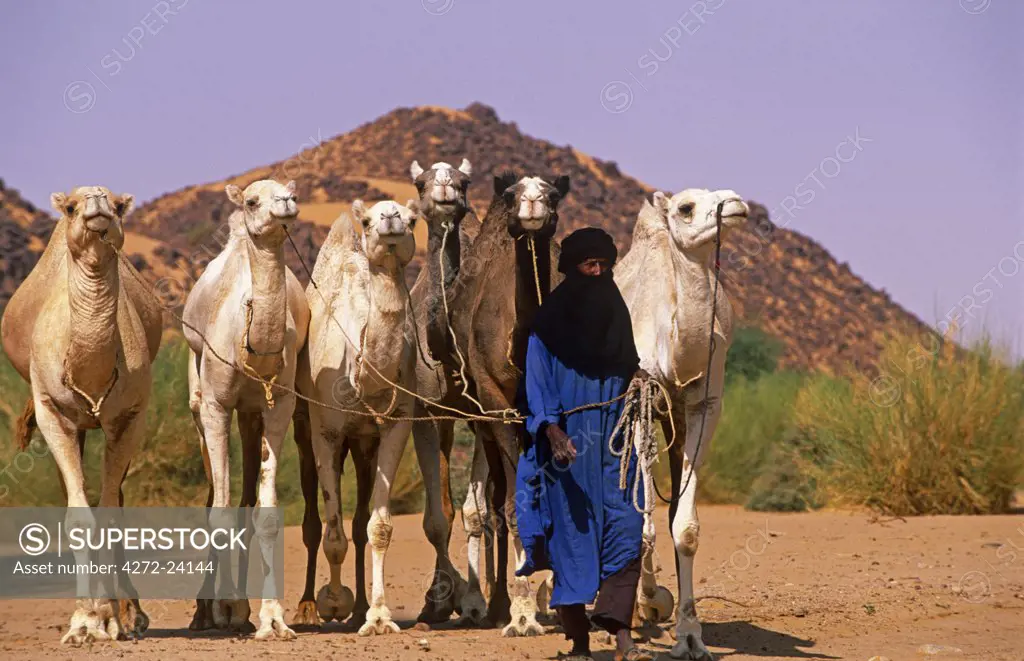 Niger, Timia. A tribal Tuareg and his Camels at the Oasis of Timia.