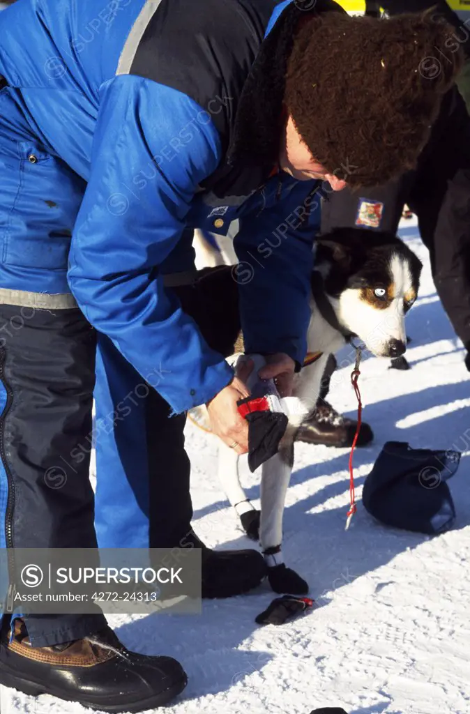 Fitting booties for dog taking part in the Finnmarkslopet dogsled race from Alta, the longest and northernmost sled dog race in Europe. Arctic Circle, Northern Norway