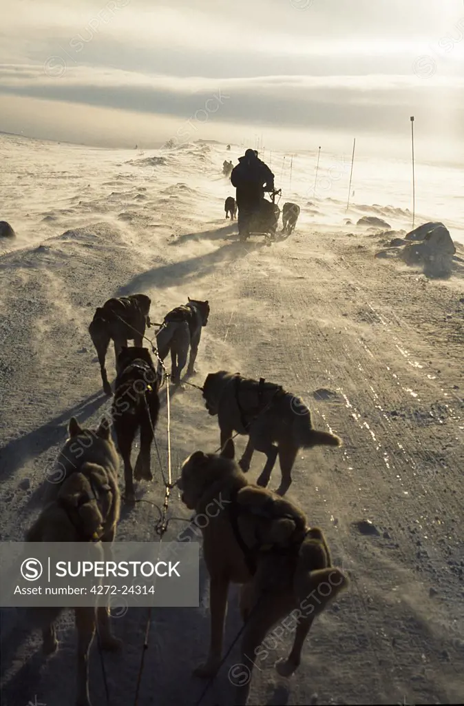 Dog team heading into wind blown snow on frozen hill in the Arctic Circle, Gargia, Northern Norway