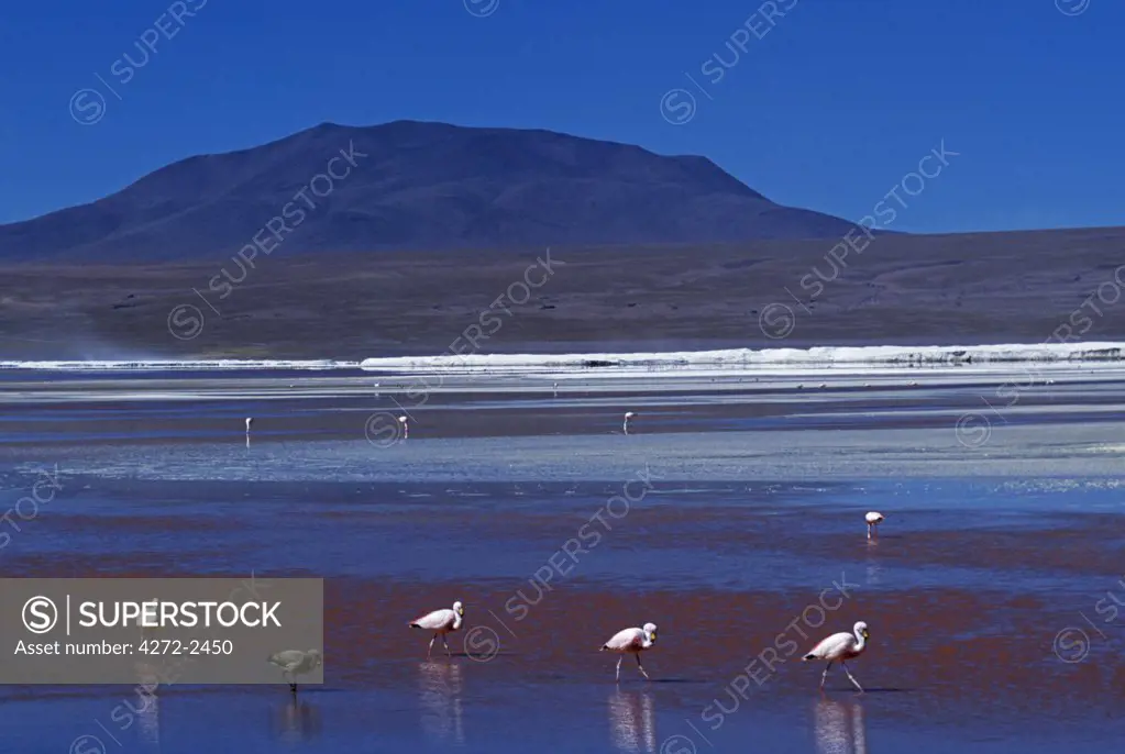 Flamingos feed on the algae-rich waters of Laguna Colorada.  The algae give the lake its distinct red colour.  Around the fringes lie deposits of white borax.  Laguna Colorada is the single biggest nesting site of the rare James flamingo, and also has large concentrations of Andean and Chilean flamingos.