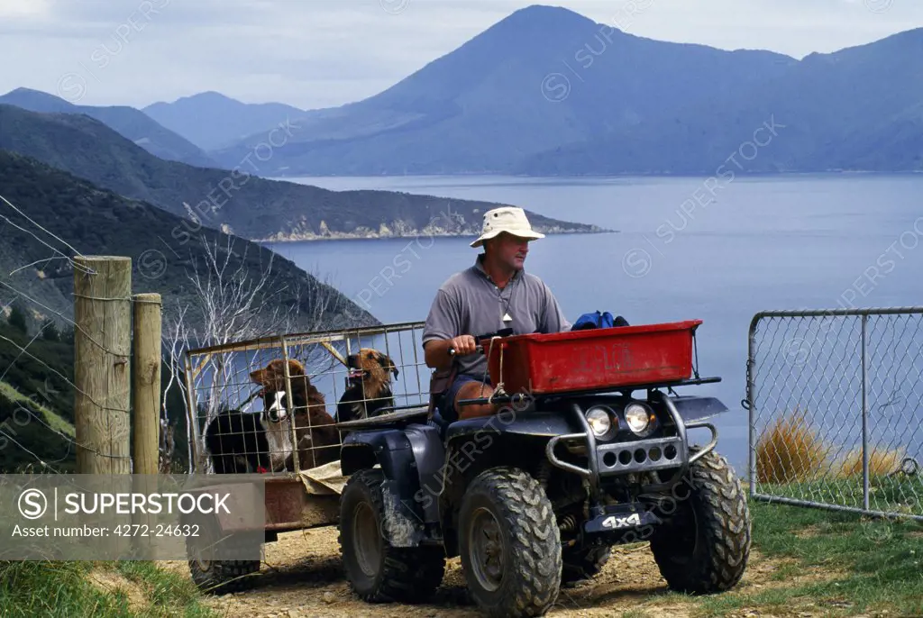 Shepherd and his dogs on his 4-wheeler off to muster sheep off the steep hills