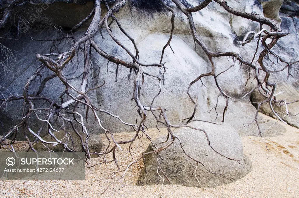 New Zealand, South Island, Nelson. Unusual rock and tree roots in Abel Tasman National Park. Named after the Dutch Explorer the first European to discover New Zealand in 1642, it is the smallest national park in the country.
