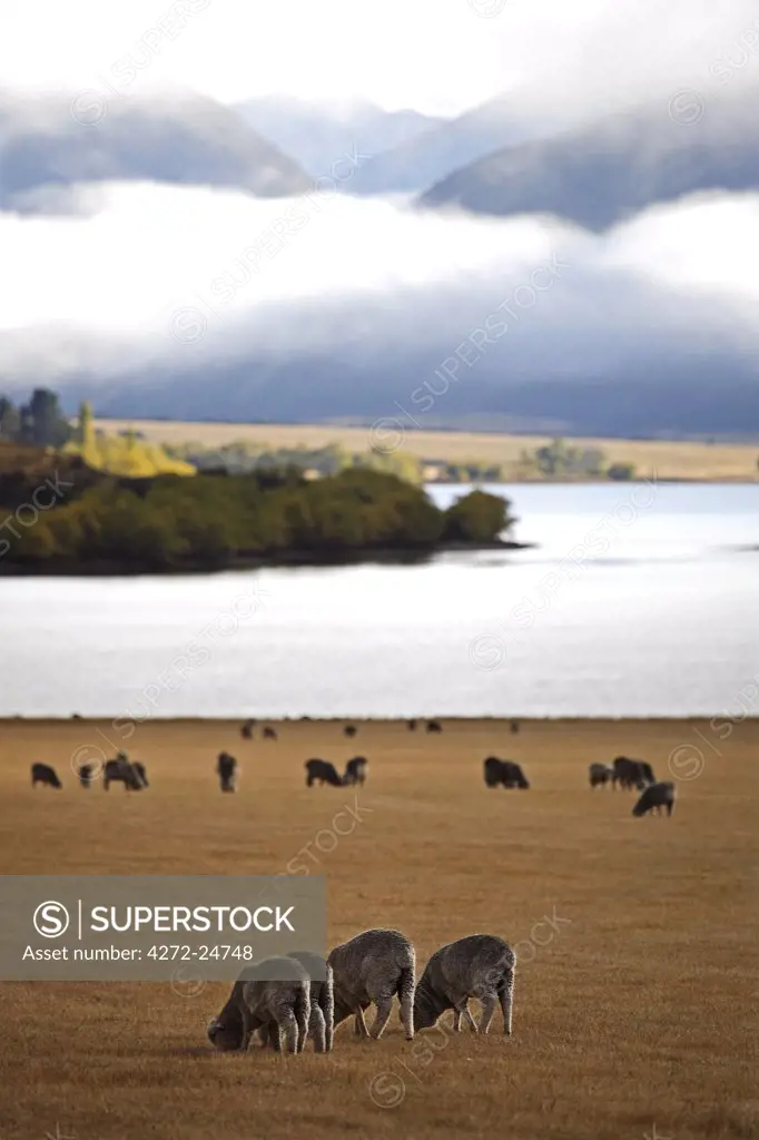 New Zealand, Cantebury & West Coast. Sheep farming at Lake Pearson near Flock Hill, on the road to Arthur's Pass.