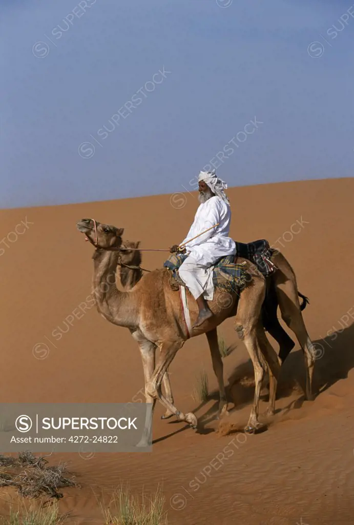 A Bedu rides his camel down the face of a sand dune in the desert