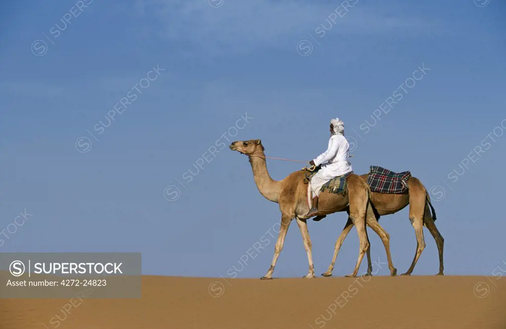 A Bedu rides his camel along the crest  of a sand dune in the desert