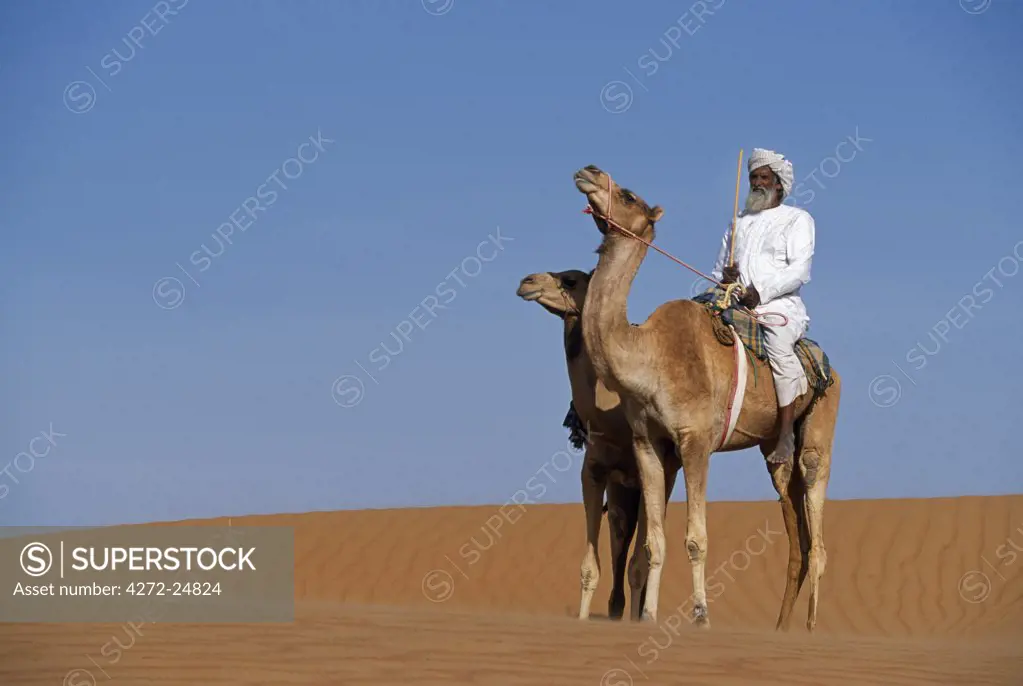 A Bedu with his camels in the desert