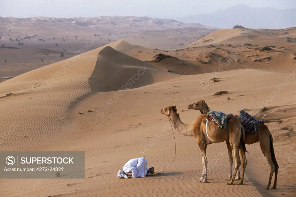 A Bedu kneels to pray in the desert, holding his camels by their halters to prevent them wandering off amongst the dunes