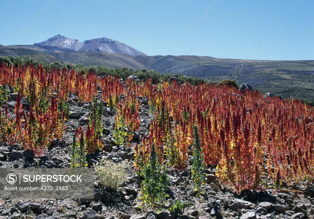 A field of quinoa, the staple diet of local people on the altiplano, grows on the flanks of the extinct Volcan Tunupa.  Cerro Tunupa 5432m rises above the northern shore of the Salar de Uyuni, the largest salt flat in the world and the village of Coquesa.