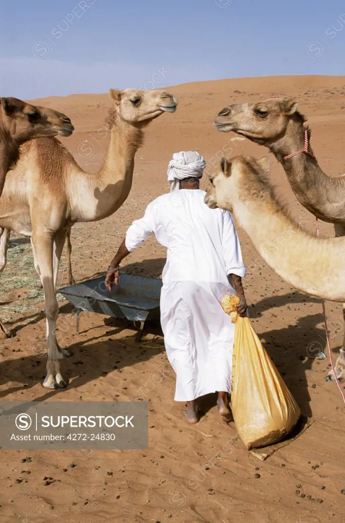 A Bedu feeds his camels at his camp in the desert
