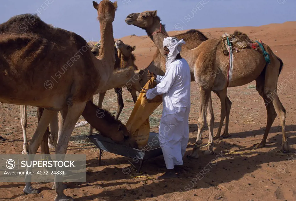 A Bedu feeds his camels at his camp in the desert