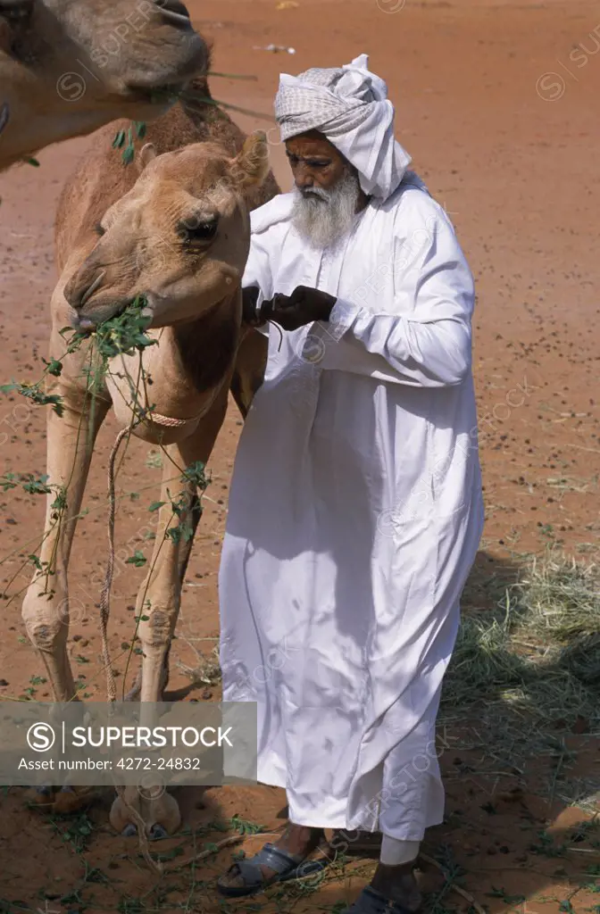 A Bedu attaches a head-collar to one of  his camels while it feeds on alfalfa