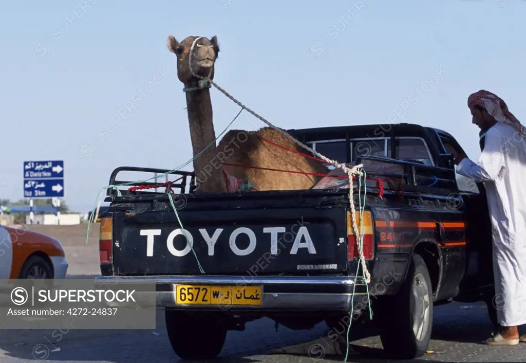 A camel is transported on the back of a 4x4 pick-up