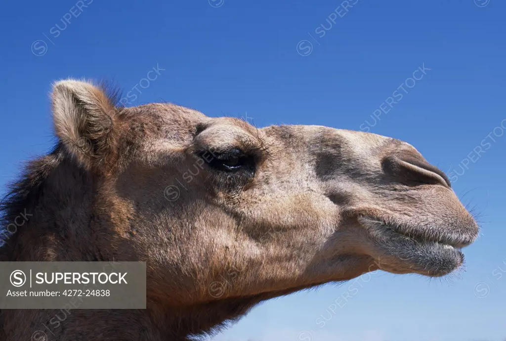 Portrait of a camel at a racing stable on the fringe of the Wahiba Sands