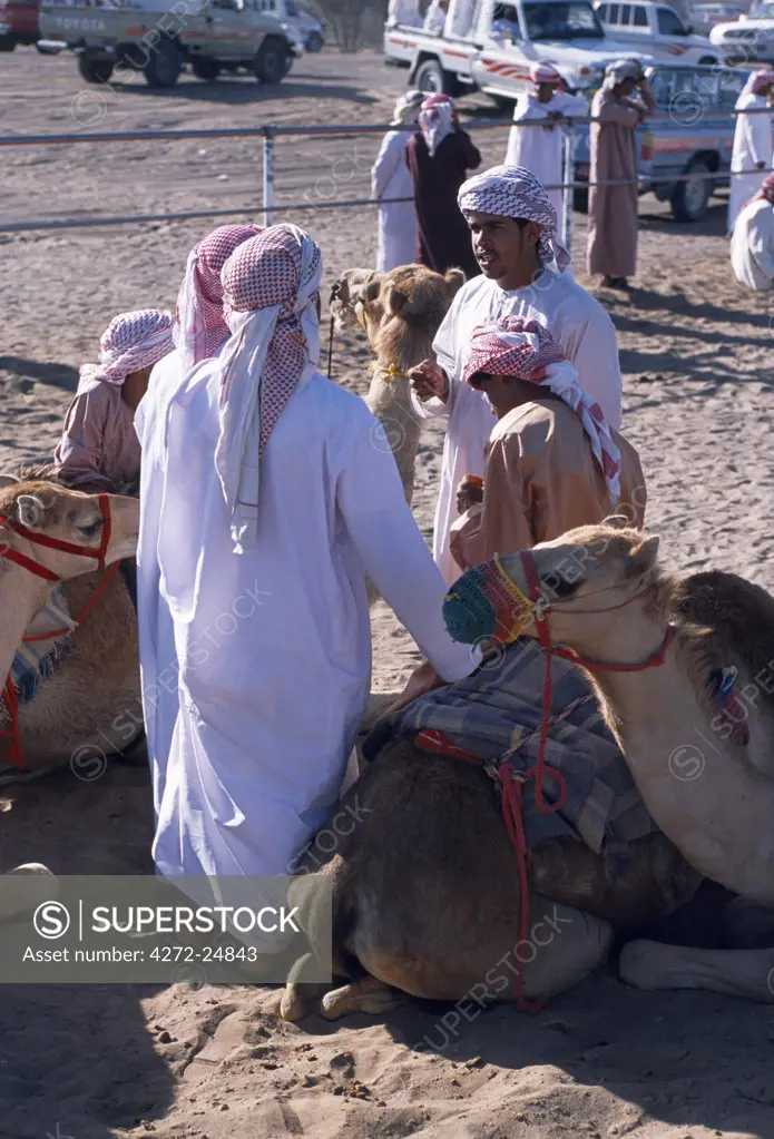 Arab owners and camel handlers discuss the morning's racing as the camels wait to go down to the start at the camel racing track at Al Shariq on the fringe of the Wahiba Sands
