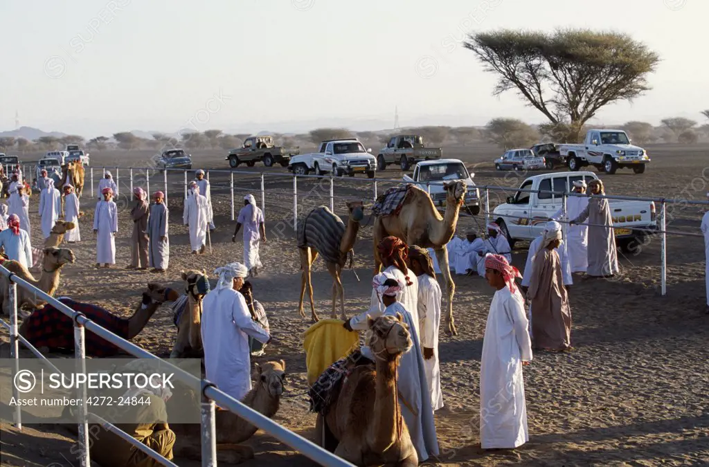 Arab owners and camel handlers discuss the morning's racing as the camels wait to go down to the start at the camel racing track at Al Shariq on the fringe of the Wahiba Sands