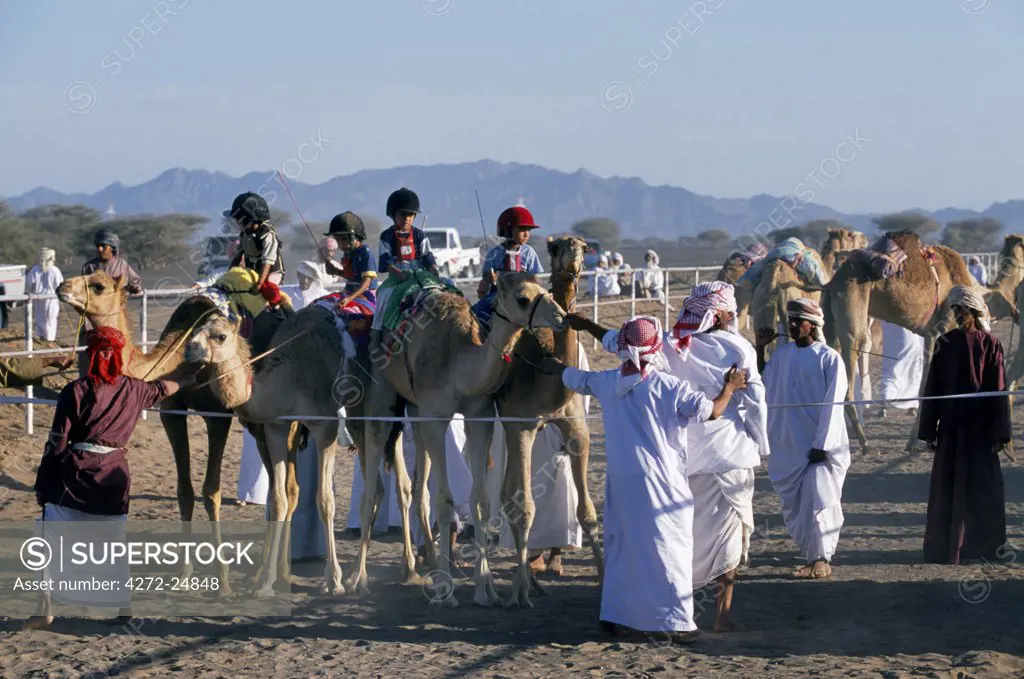 Arab camel handlers lead camels and jockeys into line ready for the start of  a race at Al Shaqiyah camel race track.