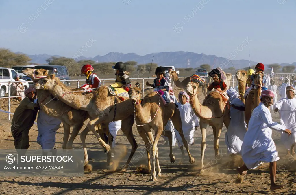 To the excited shouts and stick waving of their camel handlers, jockeys and camels take off at the start of  a race at Al Shaqiyah camel race track.