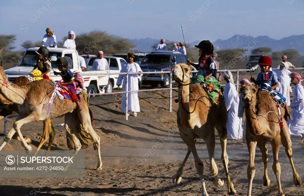 To the excited shouts and stick waving of their camel handlers, jockeys and camels take off at the start of  a race at Al Shaqiyah camel race track.