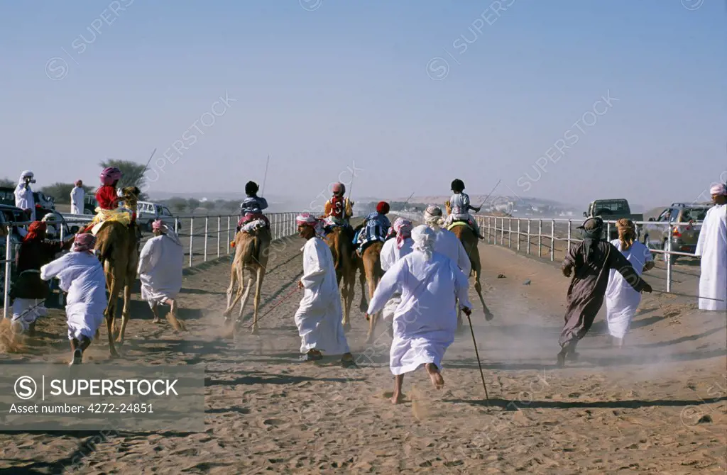 To the excited shouts and stick waving of their camel handlers, jockeys and camels take off at the start of  a race at Al Shaqiyah camel race track.