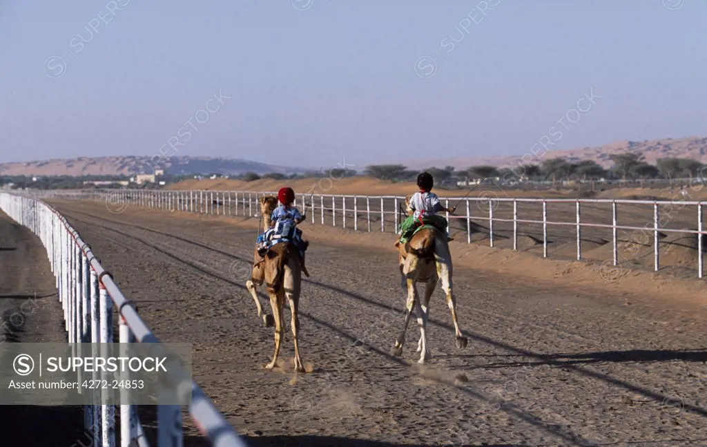 Racing camels gallop down the track at Al Shaqiyah races.