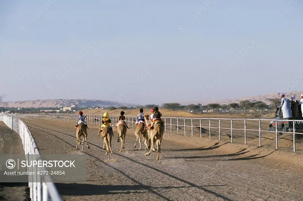 Racing camels gallop down the track at Al Shaqiyah races.