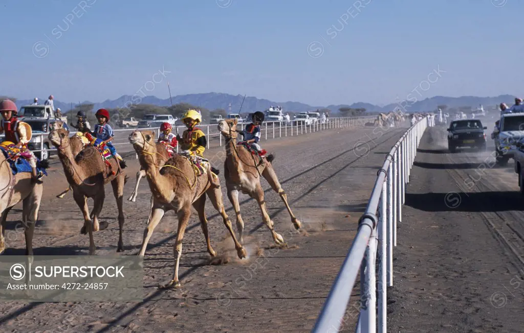 Spectators follow alongside the racing camels in four wheel drive vehicles, shouting instructions and encouragement and generally adding to the excitement and confusionn of the event at Al Shaqiyah races.