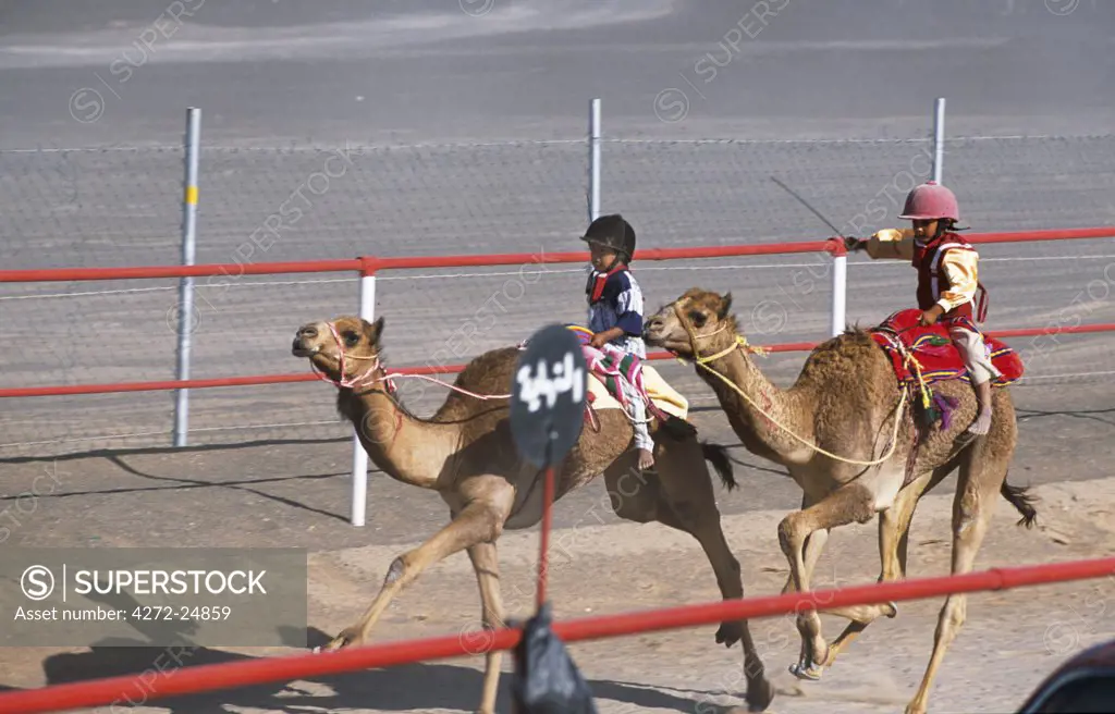 Bare-footed jockeys race their camels at Al Shaqiyah races.