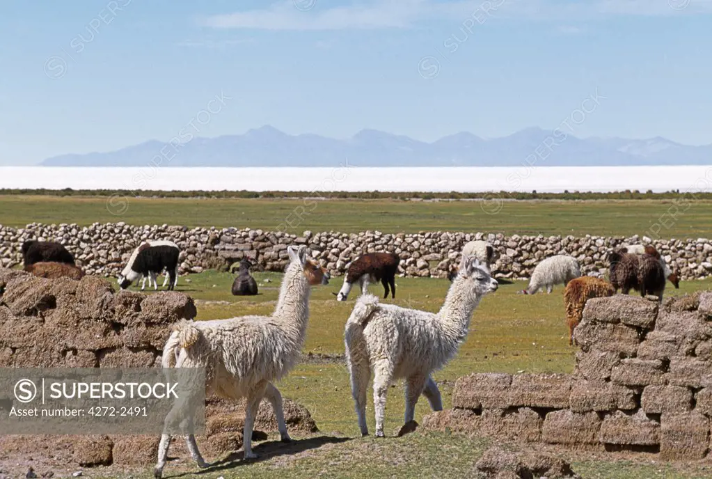 Llamas graze the pasture outside the village of Tahua on the northern shore of the Salar de Uyuni, the world's largest salt flat.