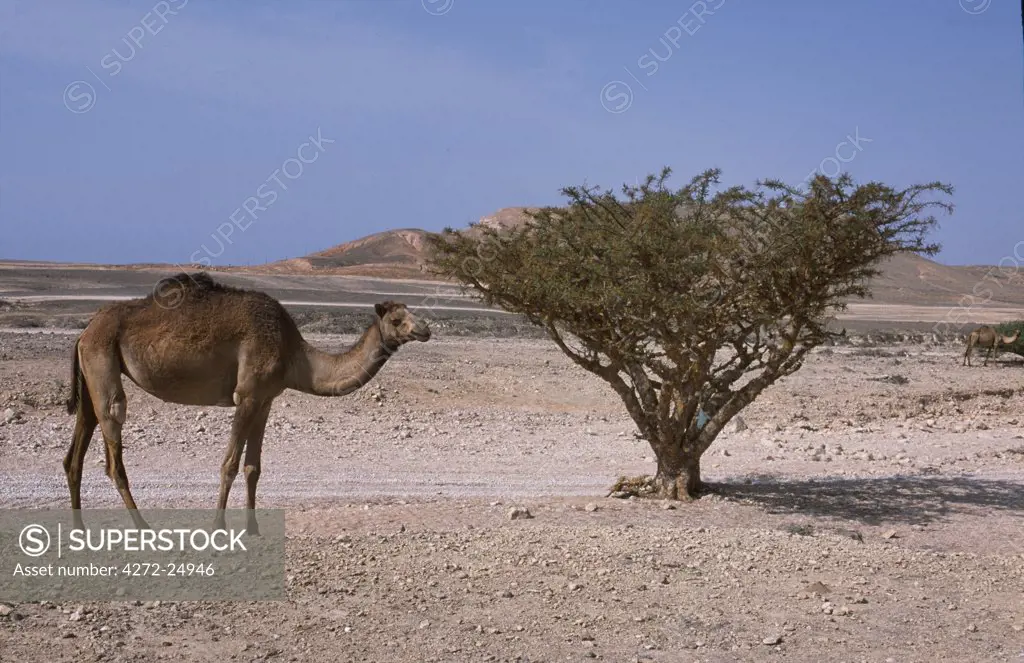 A camel stands beside a Frankincense tree growing in the Adorib Valley