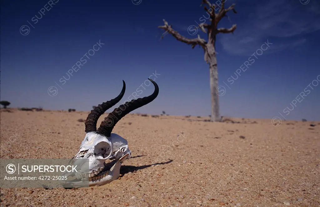 The skull of an Arabian Gazelle highlights hostile desert conditions in the Jiddal al Harasis.