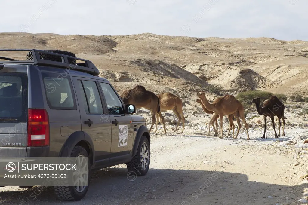 Oman, Dhofar. A Biosphere expedition landrover driving off road waits until a small herd of camels passes.