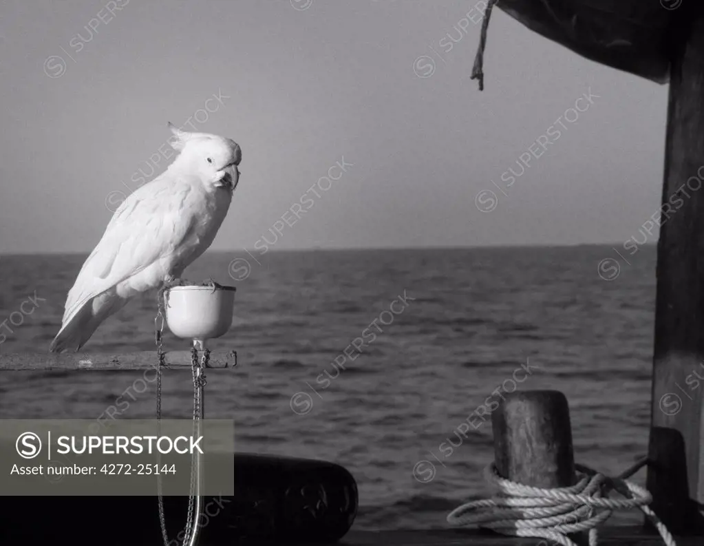 Oman. A sulfur crested cockatoo is the ship's parrot of a traditional Kotiya dhow.